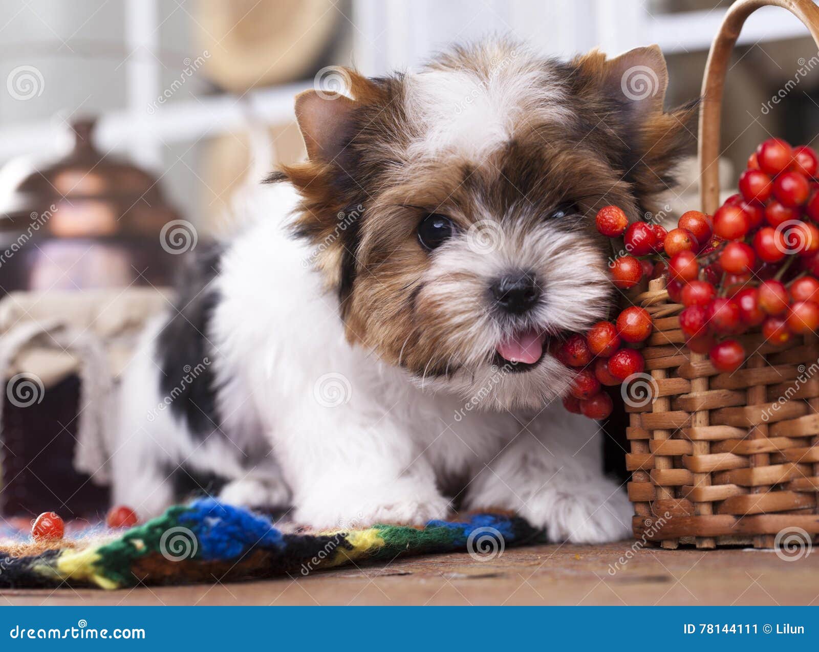 Beaver Puppy stock image. Image of haired, brown, funny 78144111