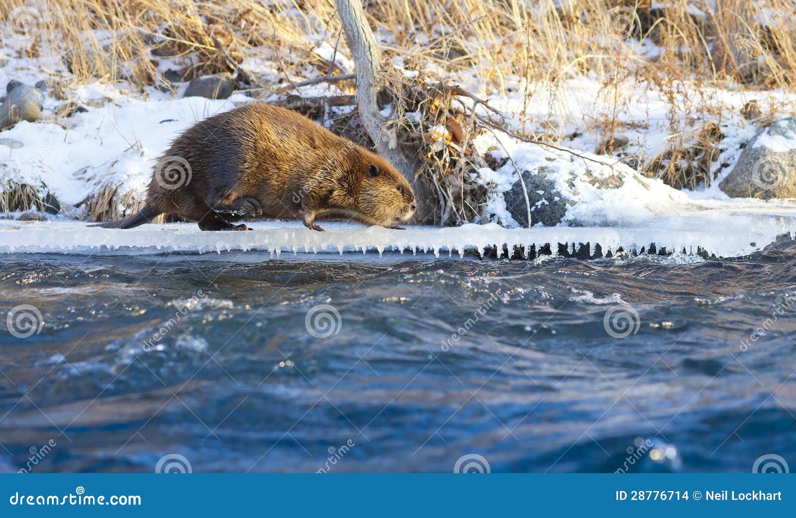 Beaver on River Bank stock photo. Image of shore, america 28776714