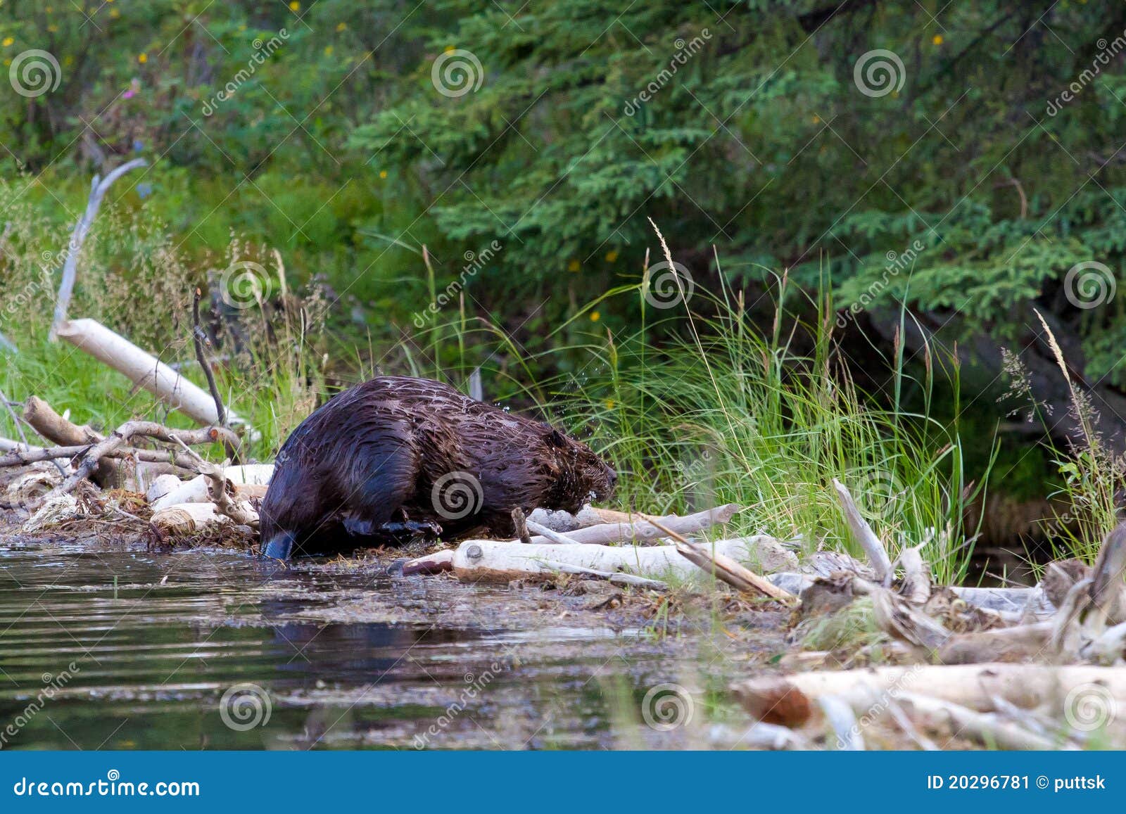 Shaky Beavers