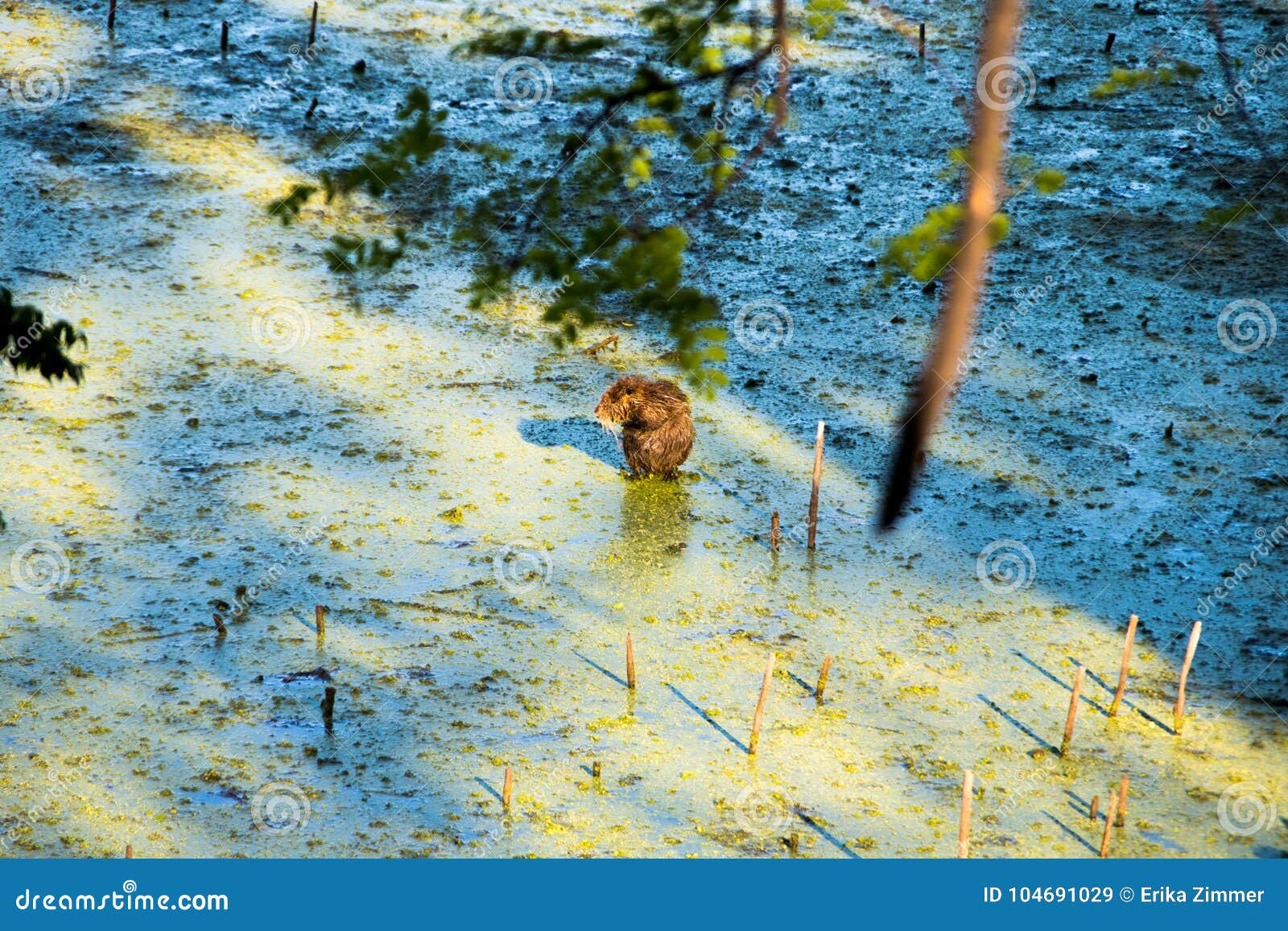 a beaver in swamp landscape in puerto madero, nature and water