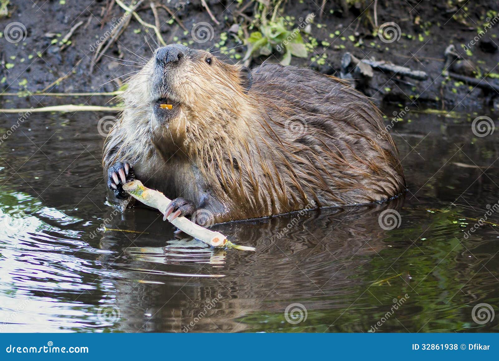 beaver in the tetons