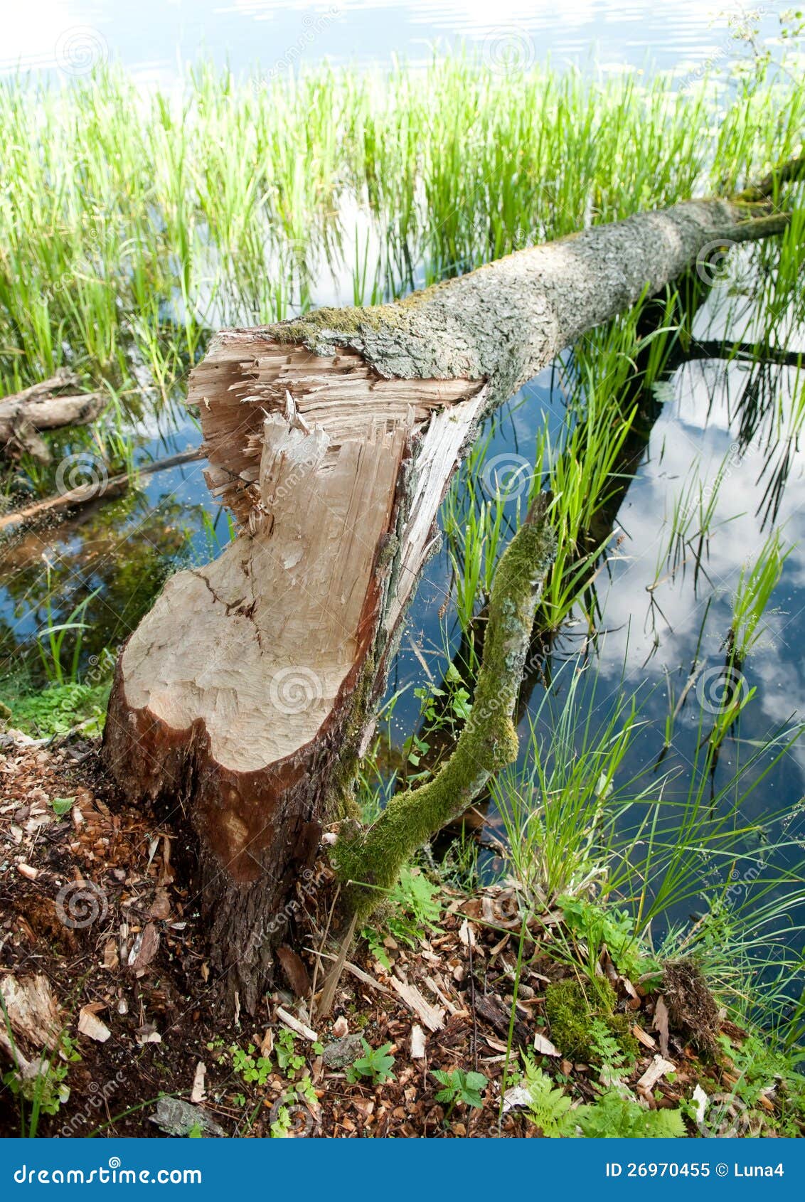 Beaver tracks stock image. Image of demolished, pond - 26970455