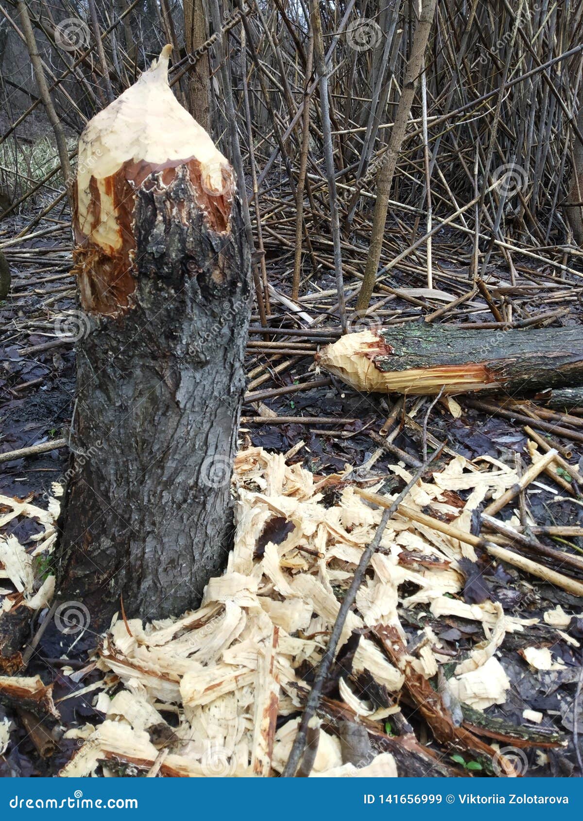 Beaver work. Cutting tree stock image. Image of bite 141656999