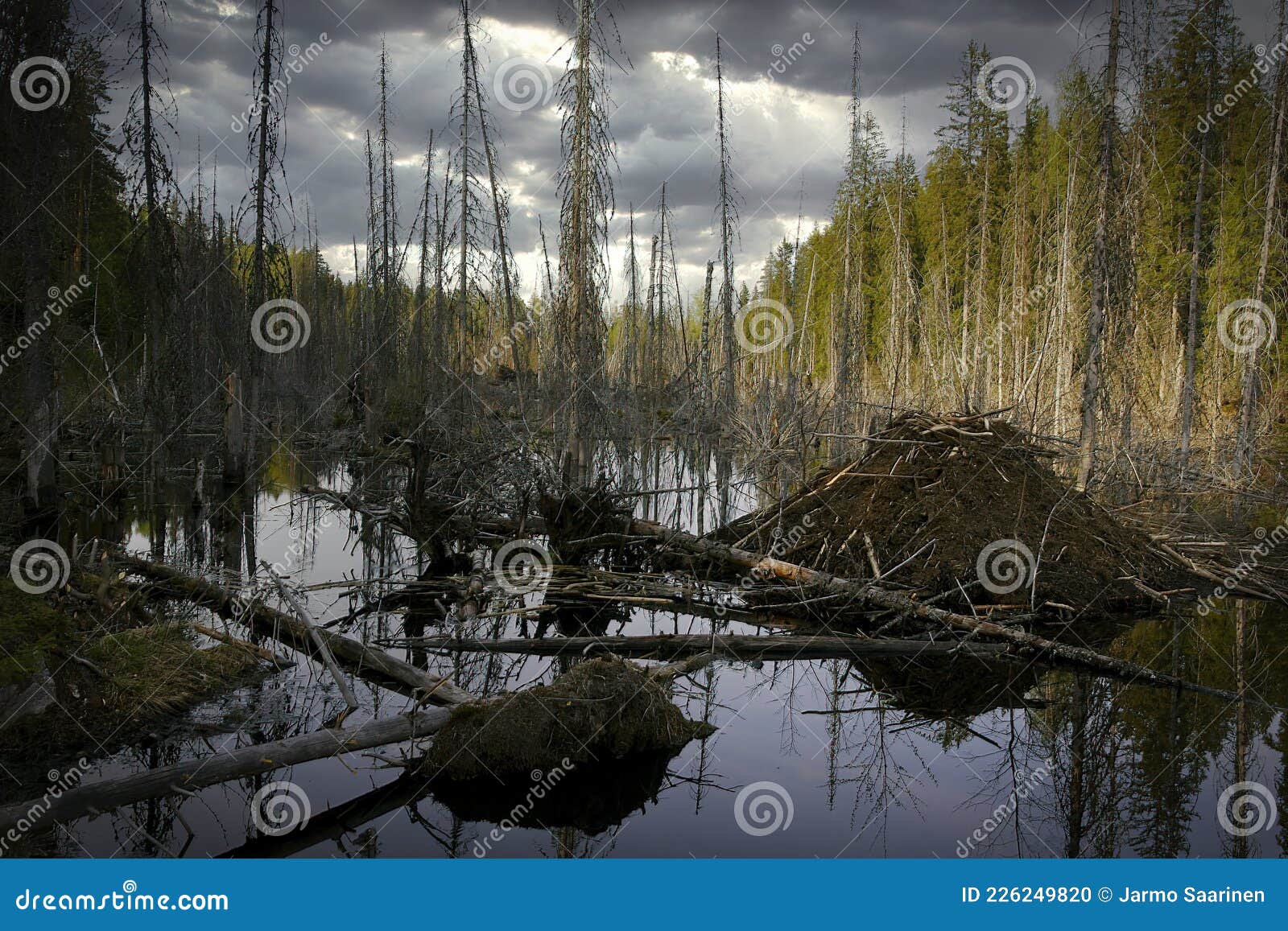 Beavers Flood Preventions