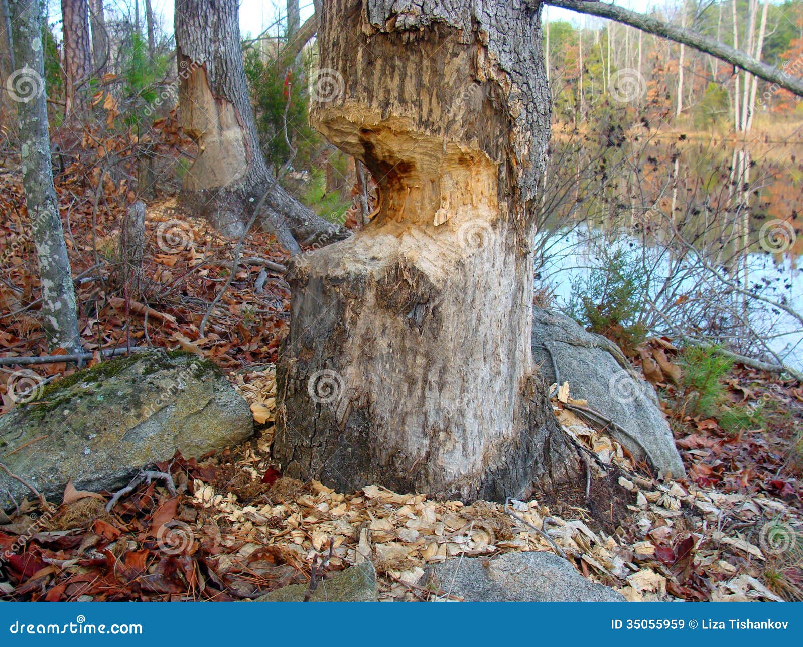 Beavers work stock image. Image of eating, forest, beavers 35055959