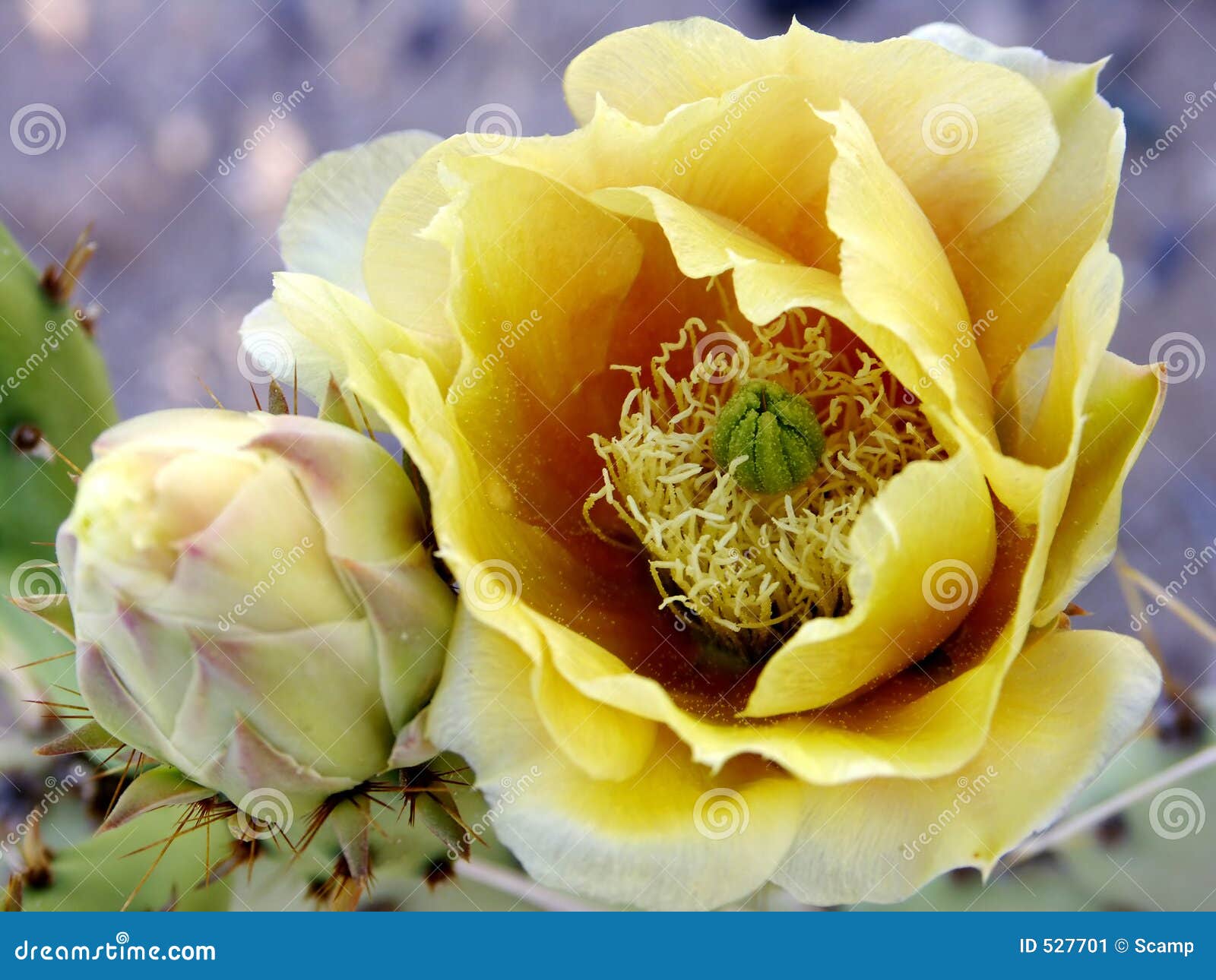 beavertail cactus flower