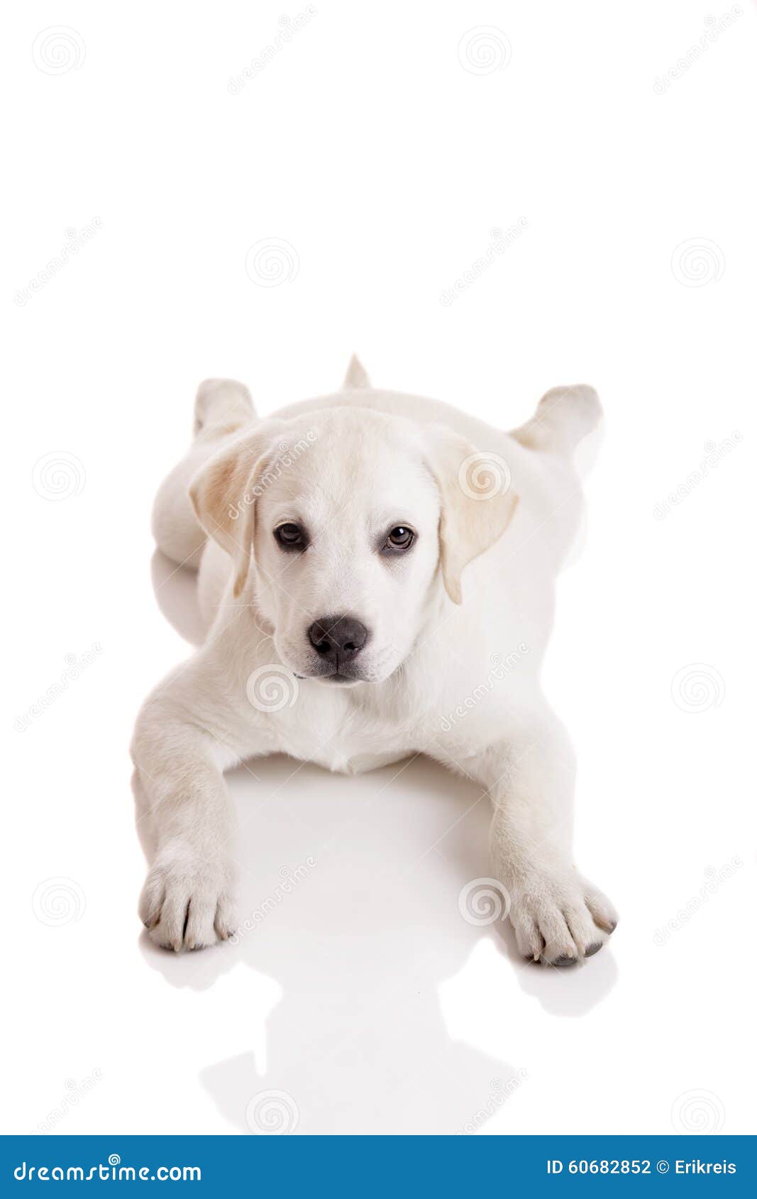 Proponer vesícula biliar fusión Bebé de Labrador foto de archivo. Imagen de perro, pata - 60682852
