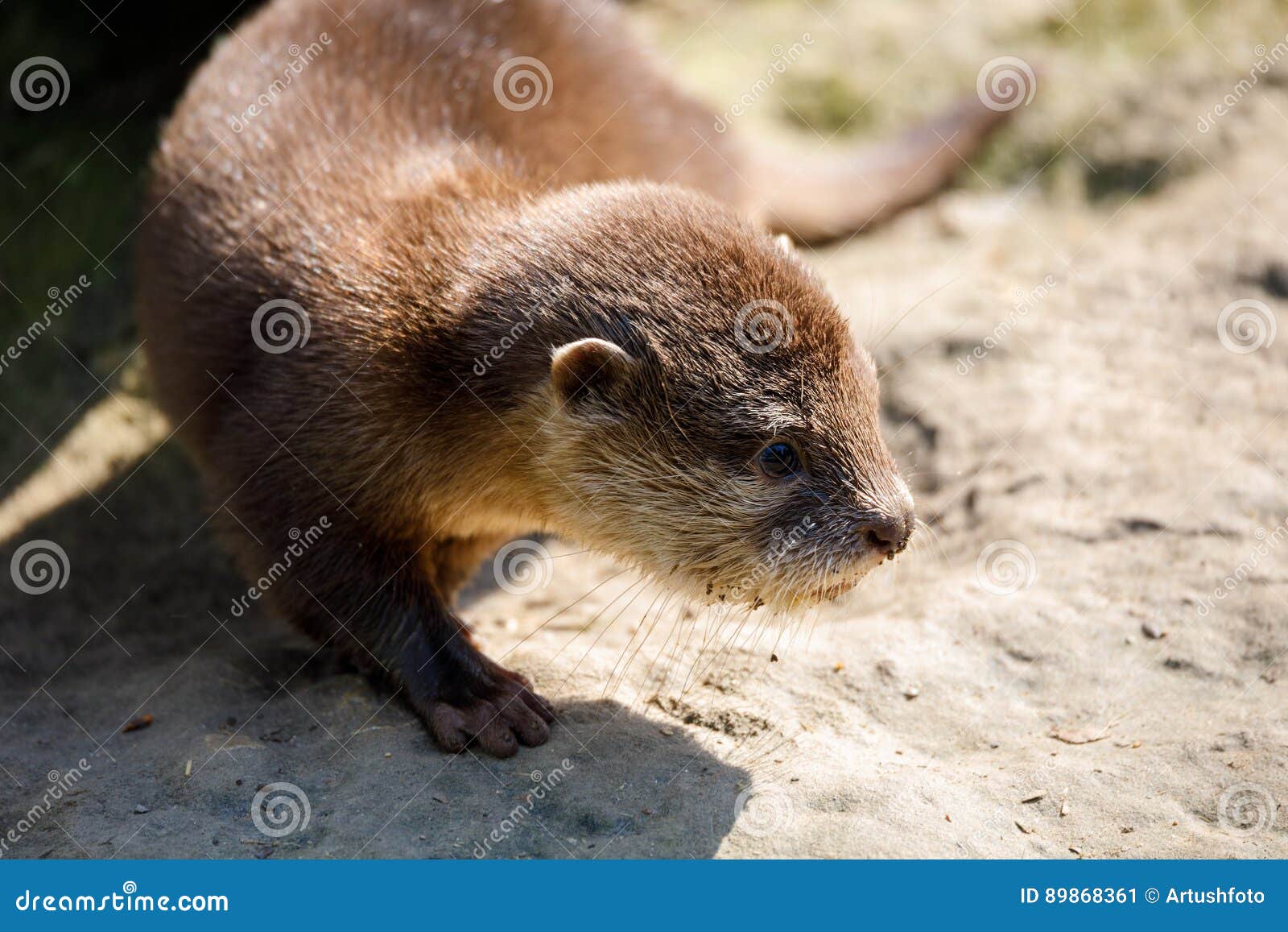 Bebé de la nutria imagen de archivo. Imagen de animal - 32491603