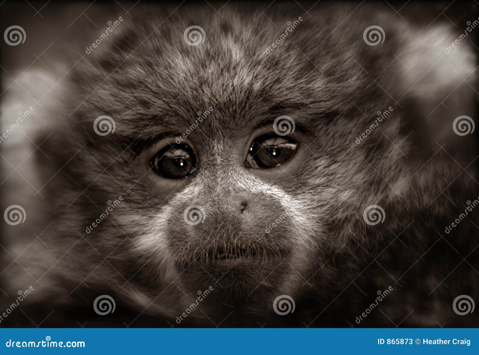 Bebe Del Mono De Titi En Sepia Imagen De Archivo Imagen De Animales Primate