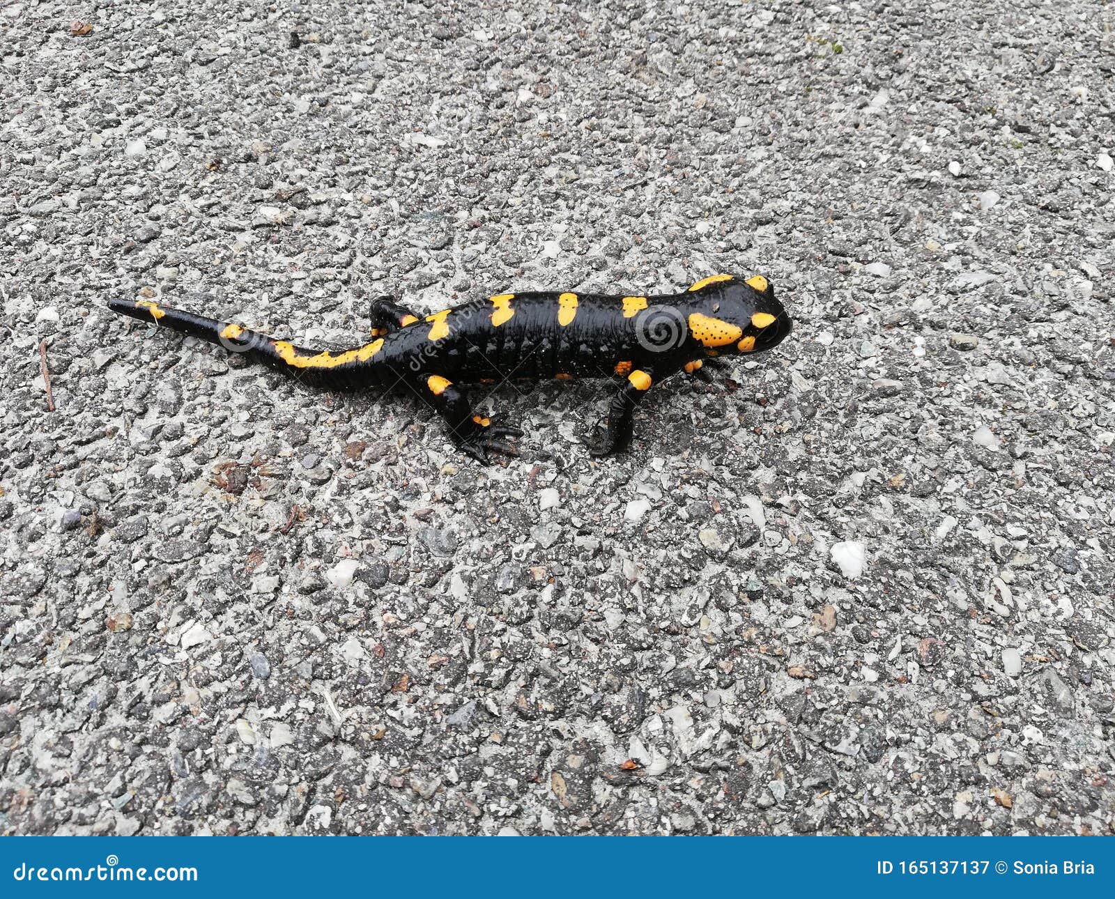 Bebé salvaje y salamandra imagen de archivo. Imagen de acera - 165137137, image size:1600x1290