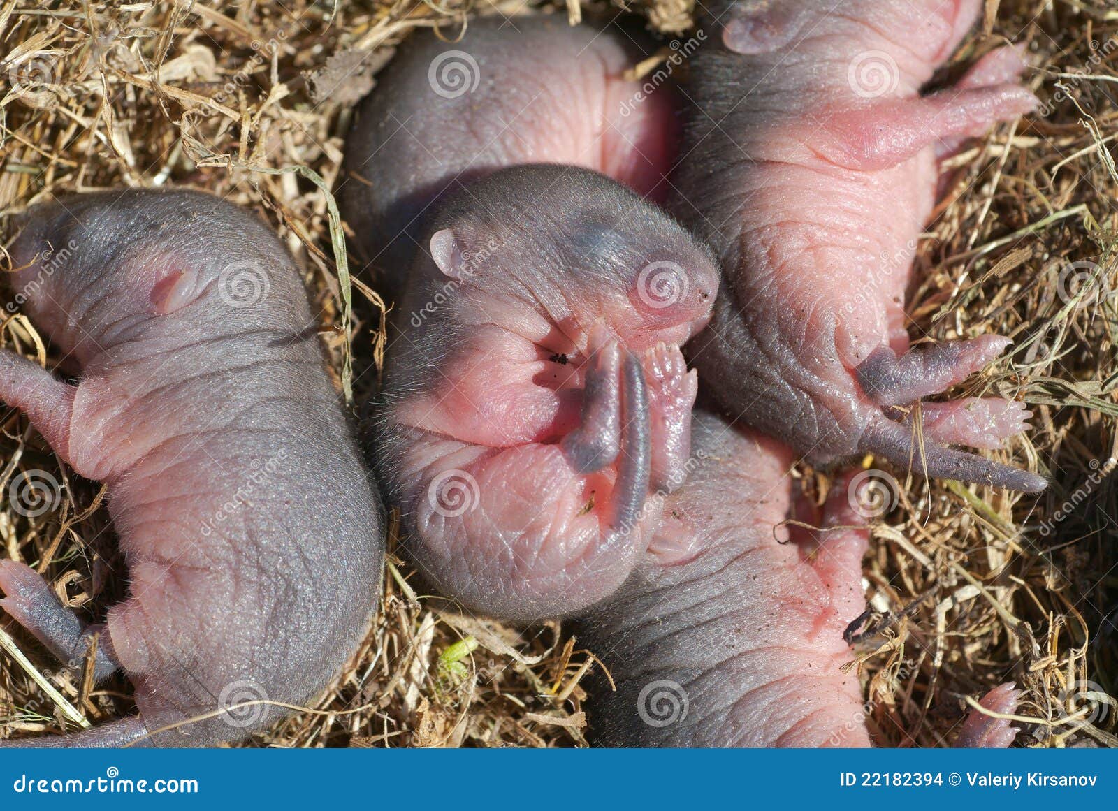 Bebes Del Raton Foto De Archivo Imagen De Ratones Outdoors Bebes Del Raton Foto De Archivo Imagen De Ratones Outdoors