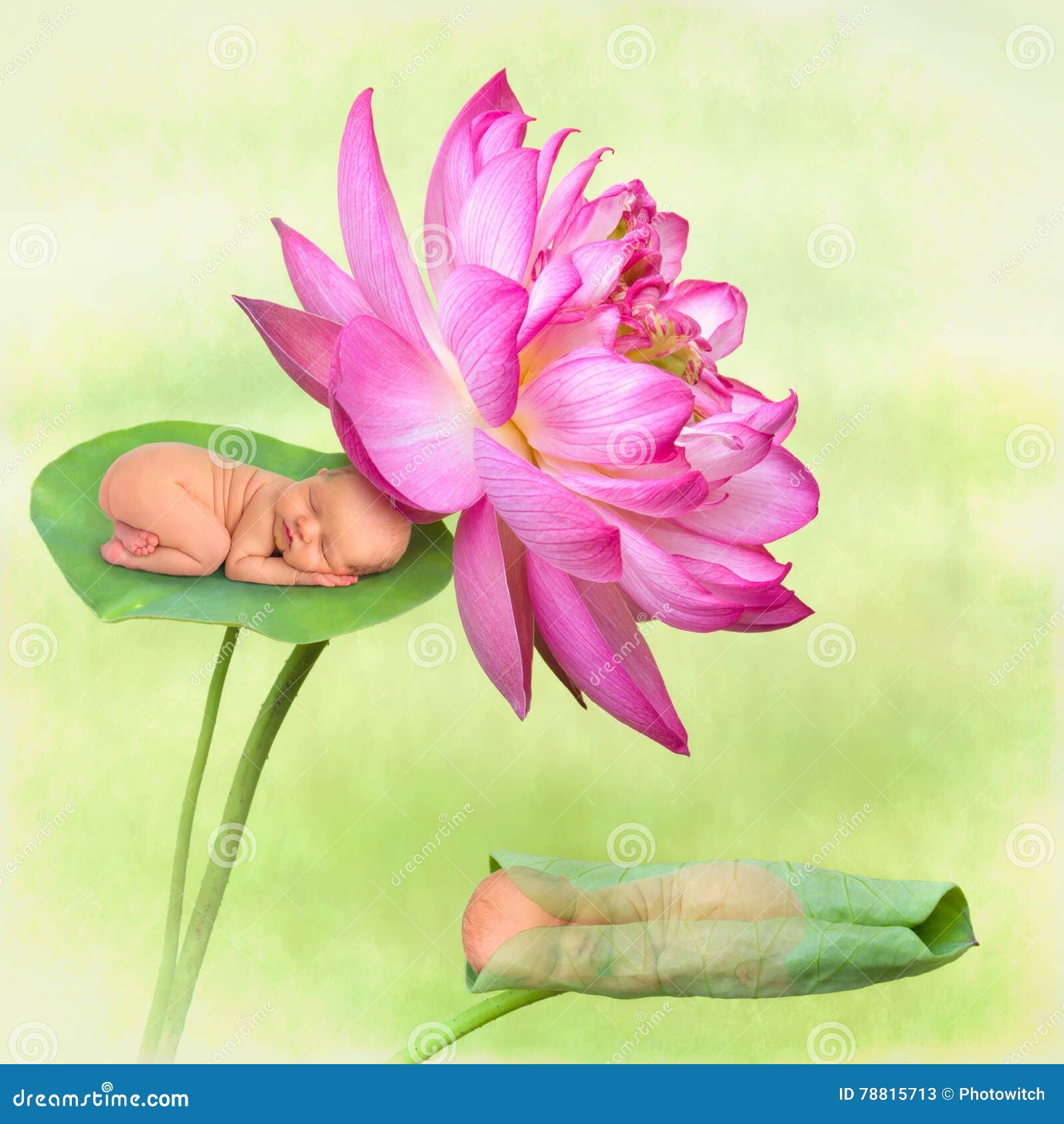 Bebes Durmientes En Flor De Loto Imagen De Archivo Imagen De Infante Bebes Bebes Durmientes En Flor De Loto Imagen De Archivo Imagen De Infante Bebes