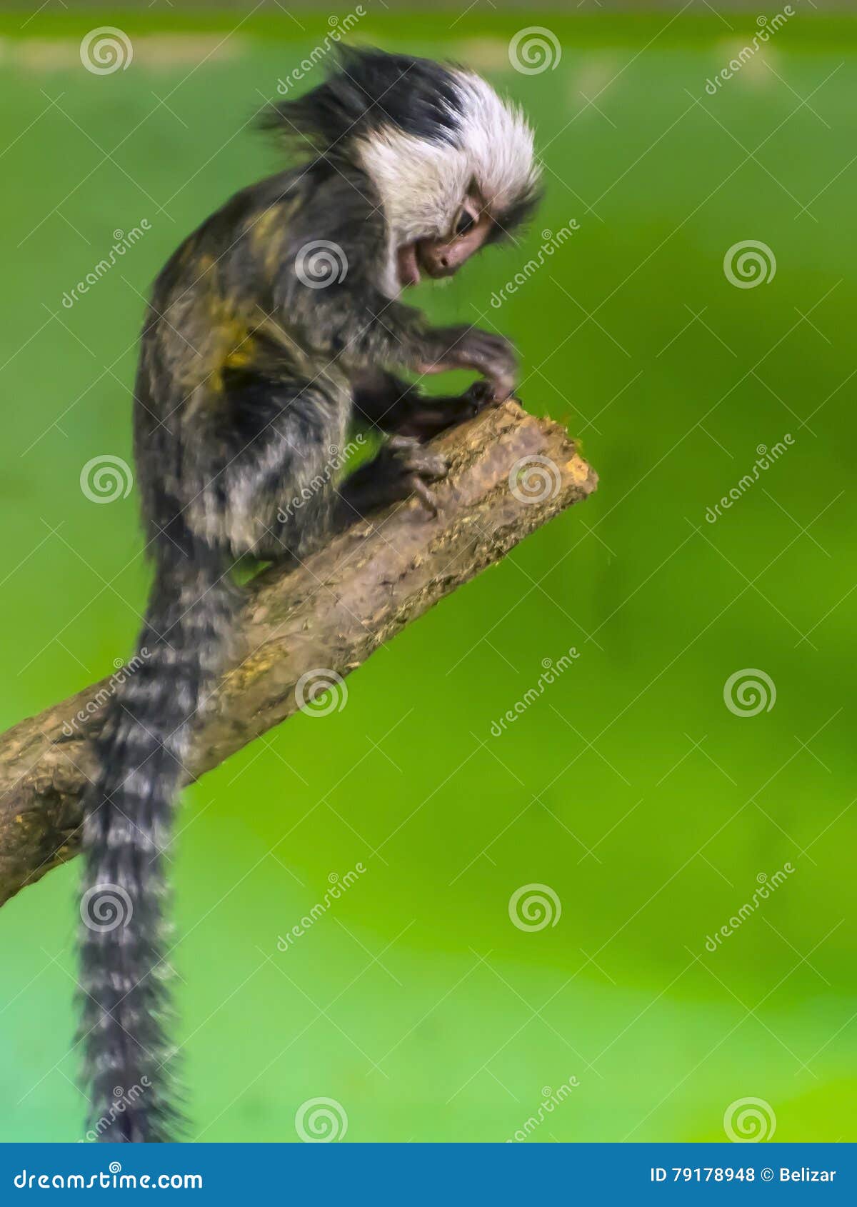 Bebê Branco-dirigido Do Sagui Foto de Stock - Imagem de macaco