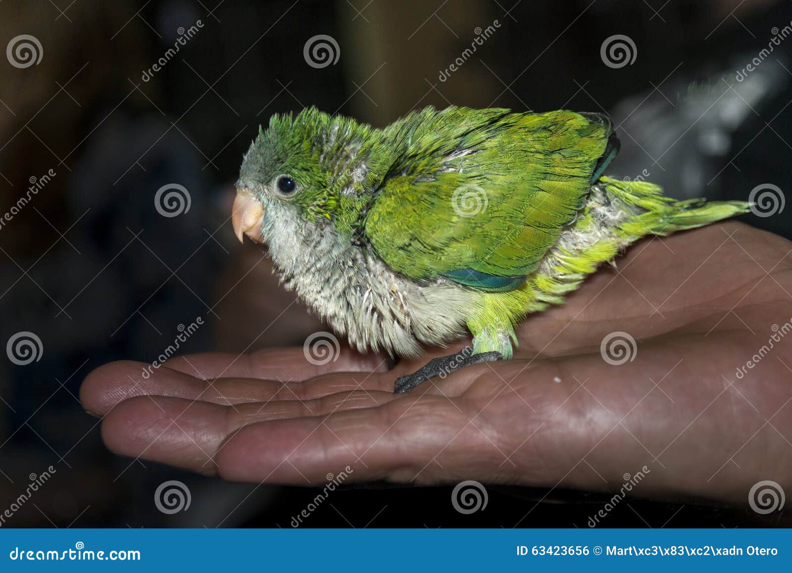 Bebe Do Papagaio Foto De Stock Imagem De Vista Posing