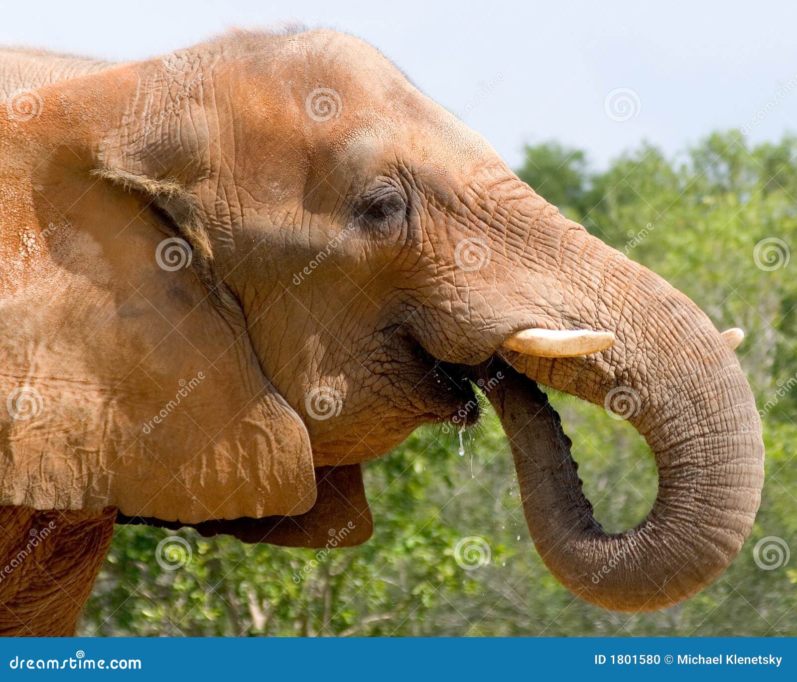 Desenho Engraçado De Um Elefante a Carregar Um Livro Ilustração do Vetor -  Ilustração de livro, divertimento: 81637978, image size:1600x1370