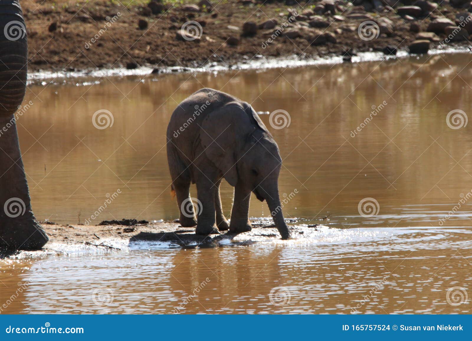 Beber Elefante Bebiendo Agua En Un Agujero De Agua Foto De Archivo Imagen De Beber Elefante Beber Elefante Bebiendo Agua En Un Agujero De Agua Foto De Archivo Imagen De Beber Elefante