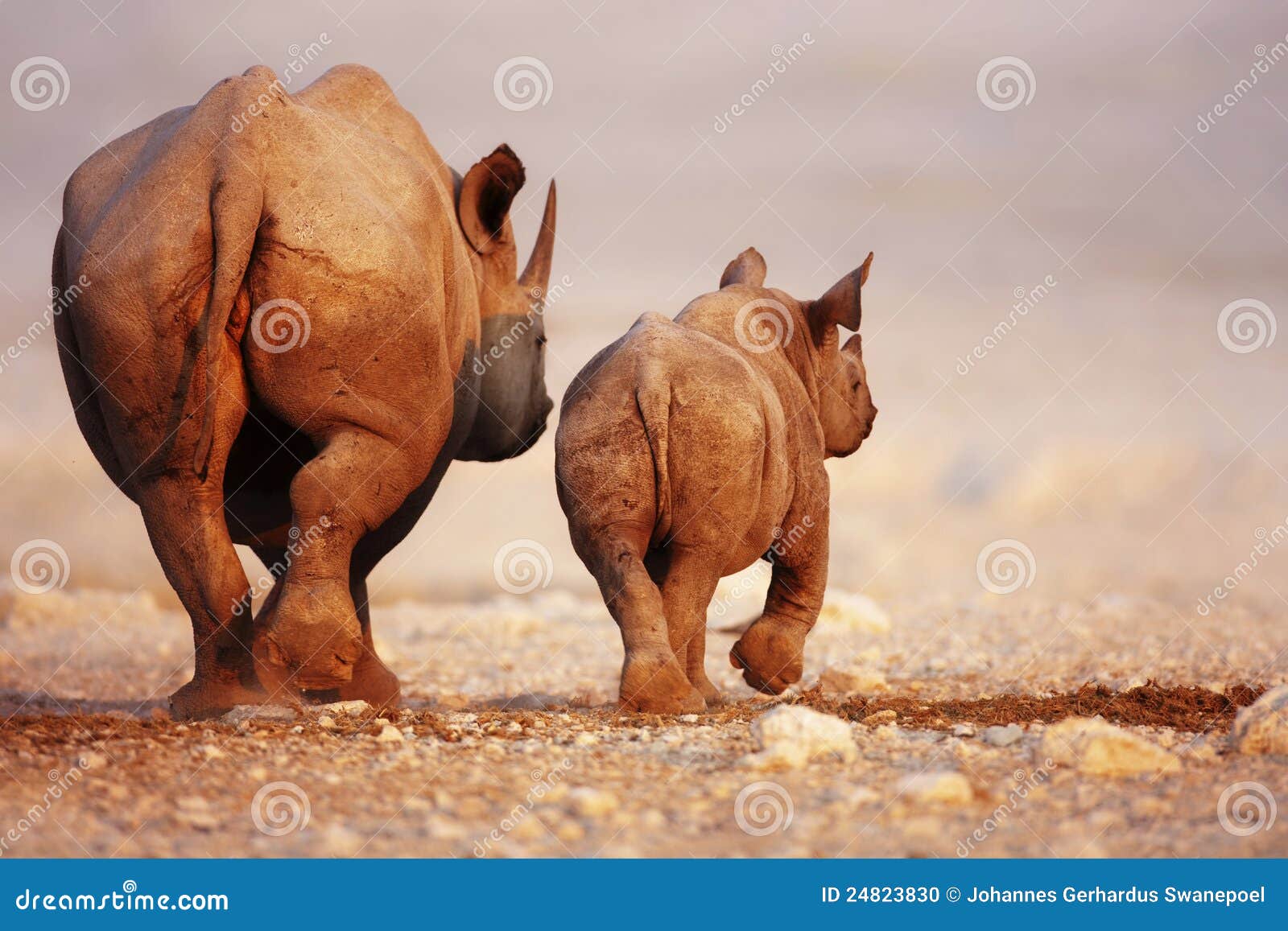 Bebé y vaca del rinoceronte negro. Vaca y becerro del rinoceronte negro que se van en el desierto de Etosha