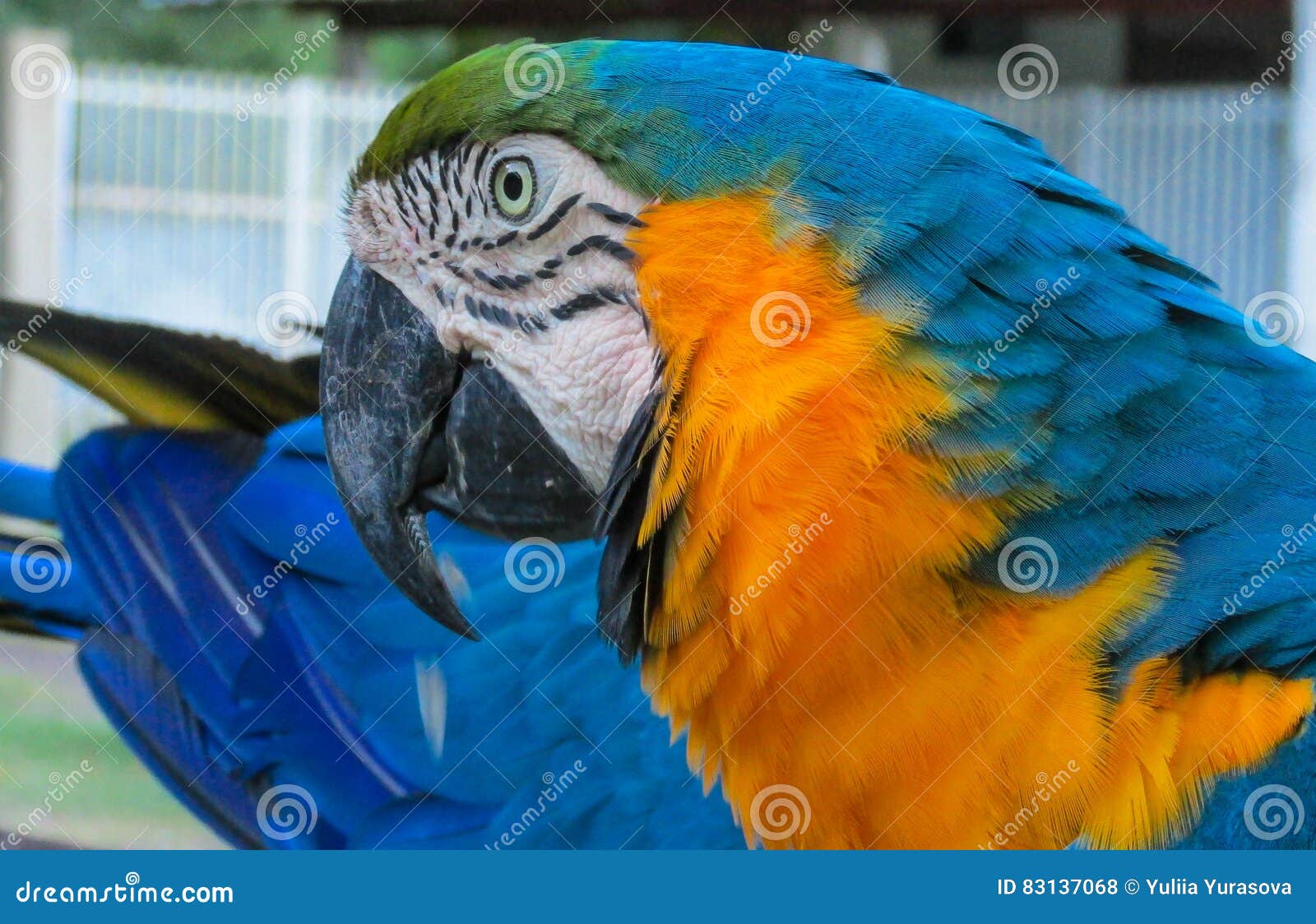 Bec De Perroquet D Ara De Bleu Or Grand Photo Stock Image Du Oiseau Lumineux Bec De Perroquet D Ara De Bleu Or Grand Photo Stock Image Du Oiseau Lumineux