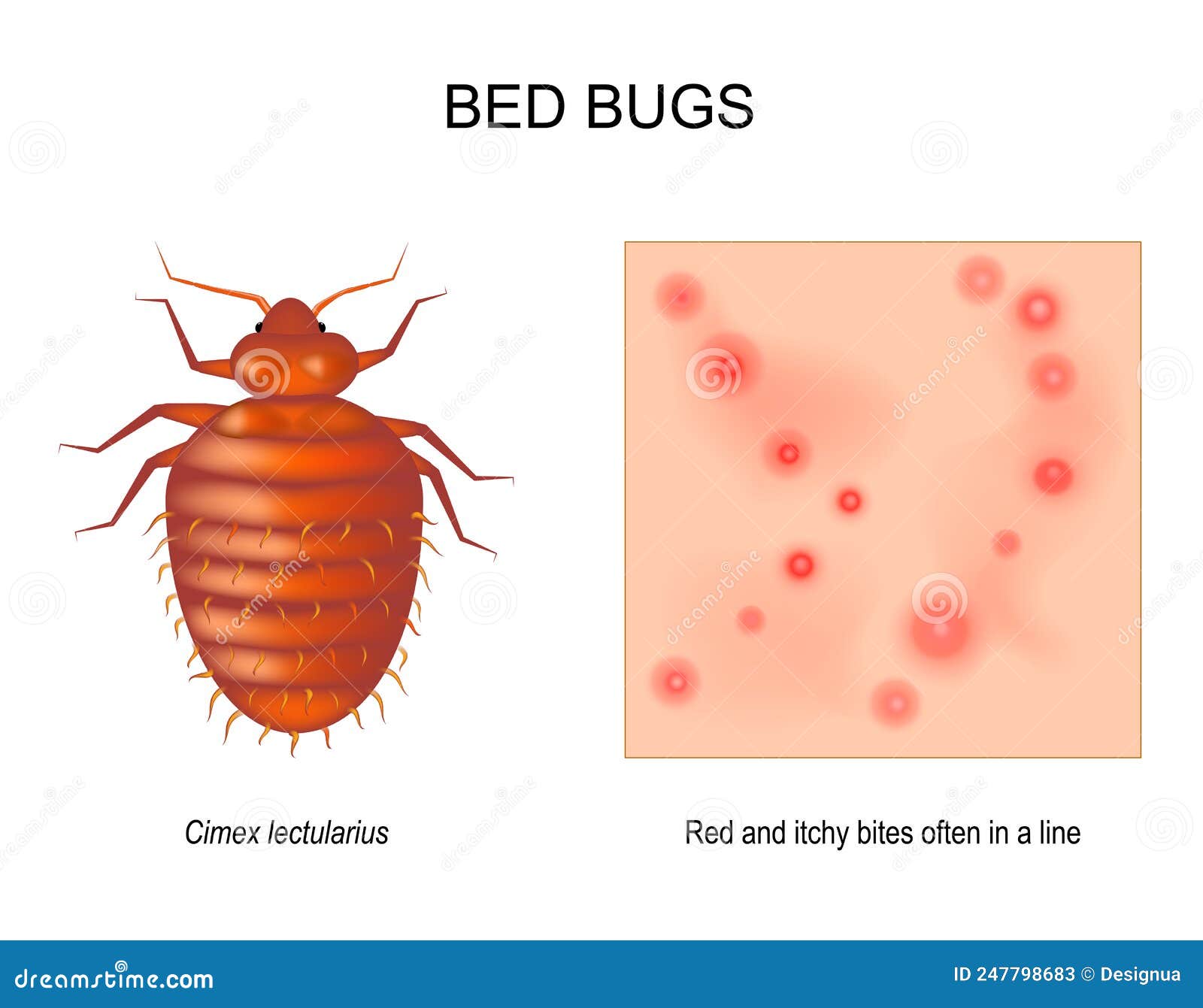 Bed sale bug skin