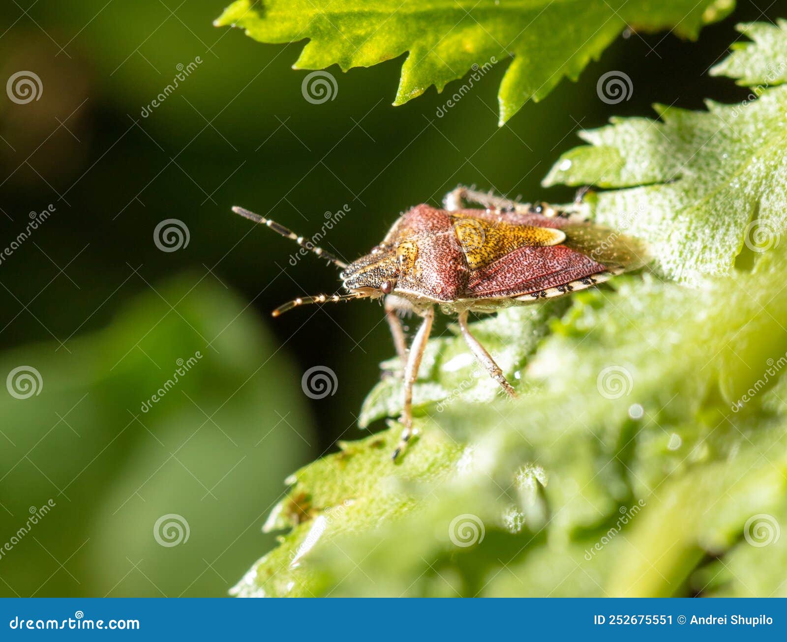 Bed Bug on a Green Leaf in Nature. Stock Image Image of close, beauty