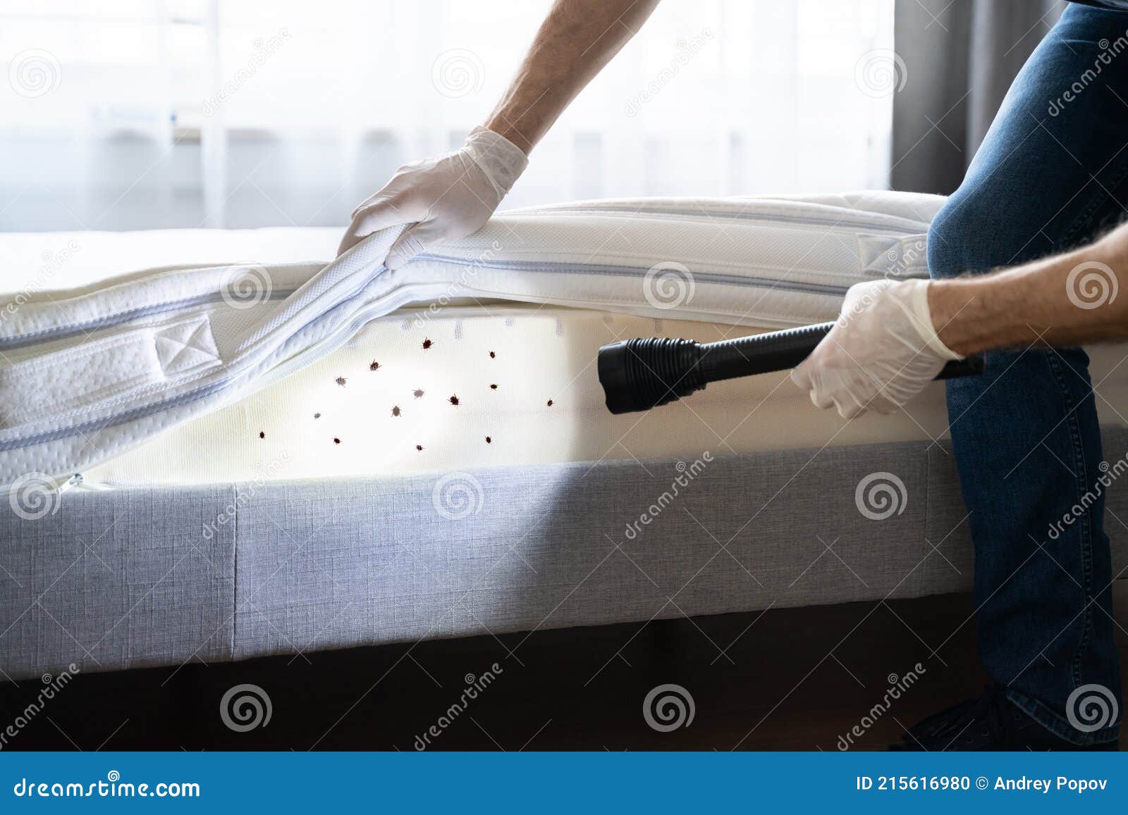 Bed Bug Infestation and Treatment Service Stock Photo Image of worker