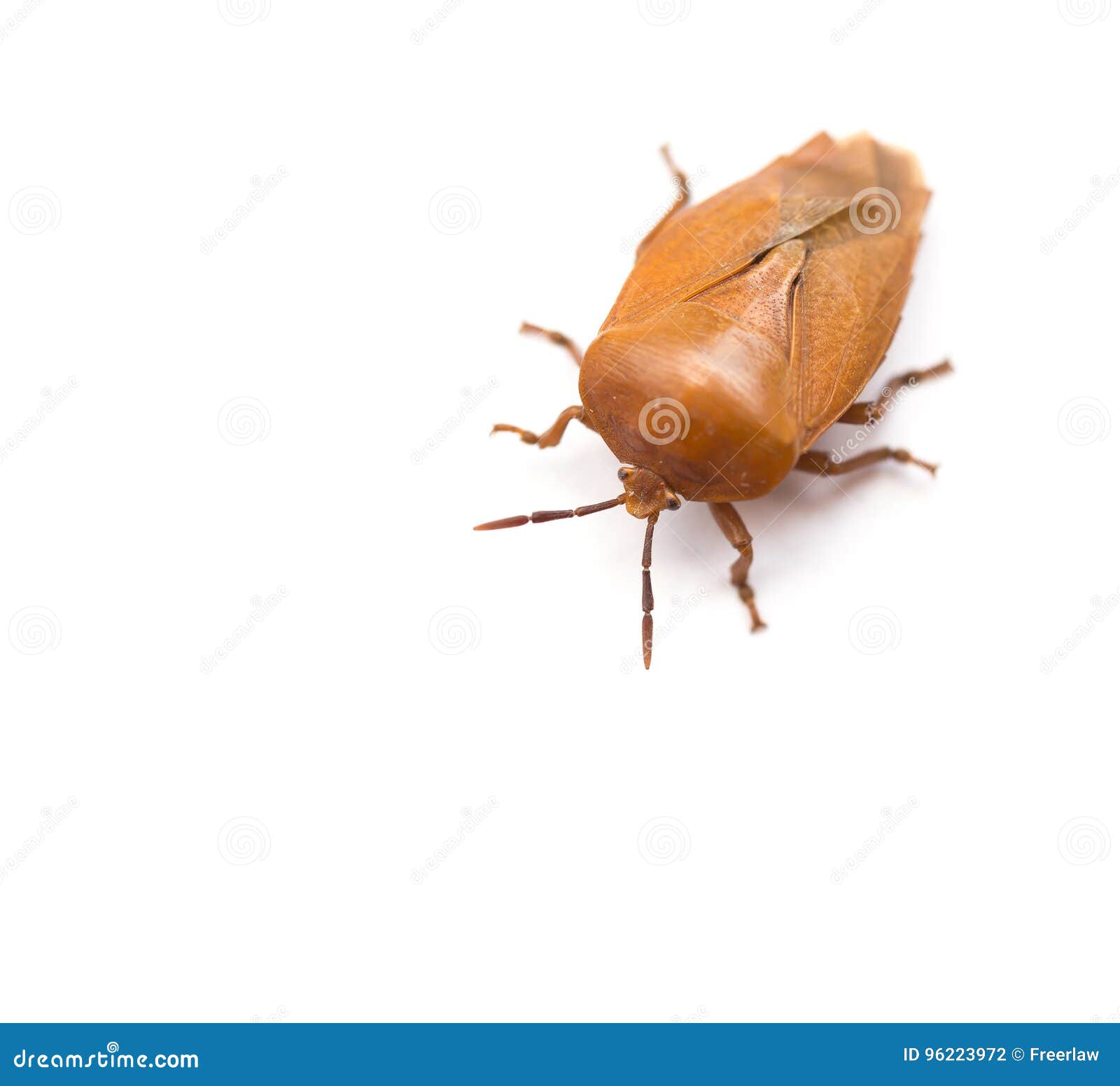 Bed bug bites: Pictures, treatment, and prevention
