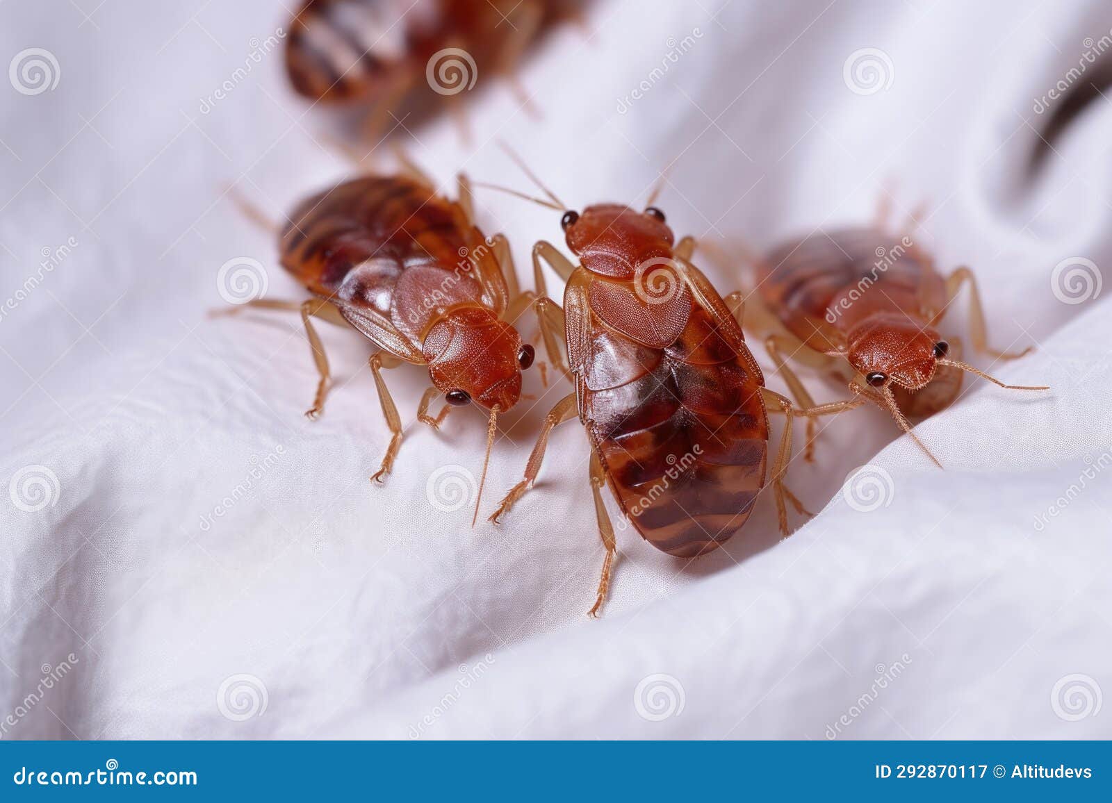 Bed Bugs Clinging on a Hotel Bed Sheet Stock Image Image of bites