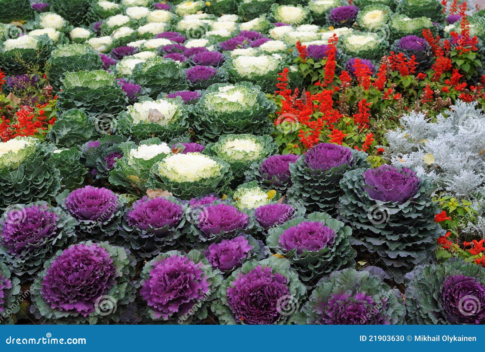 Bed with Cauliflowers and Flowers Stock Photo Image of eating, flower 21903630