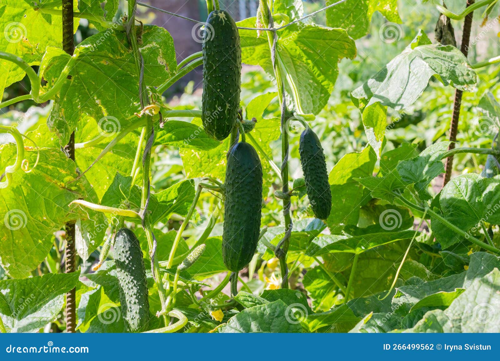 The Bed of Cucumbers in the Open Air. Cucumbers in a Garden Stock Photo