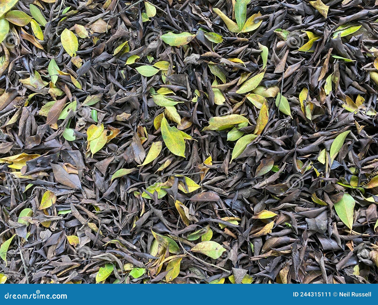Bed of Dead Leaves stock image. Image of coloured, colours 244315111
