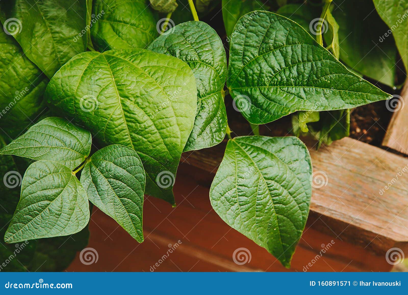 On the Bed of Green Bean Leaves .Texture or Background Stock Image