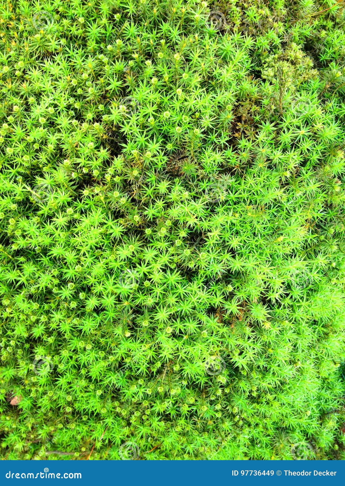 Bed of green moss stock image. Image of plants, gardening 97736449