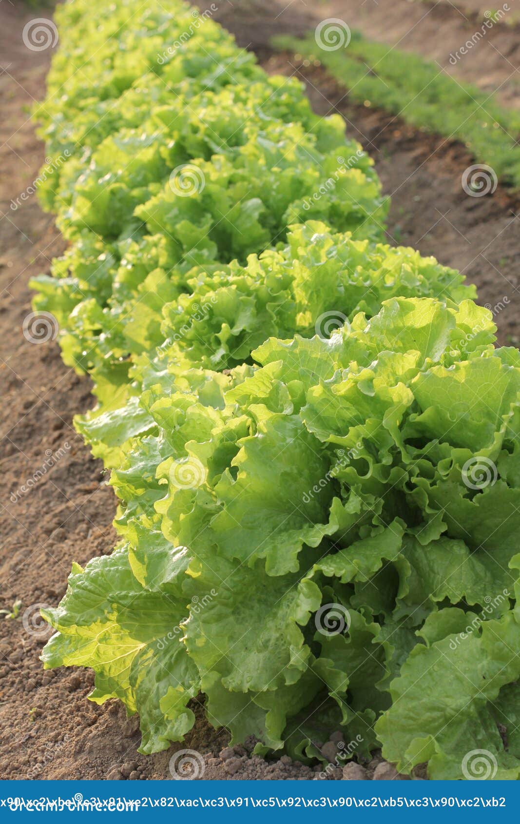 Bed of lettuce stock photo. Image of farm, fresh, garden 20350534