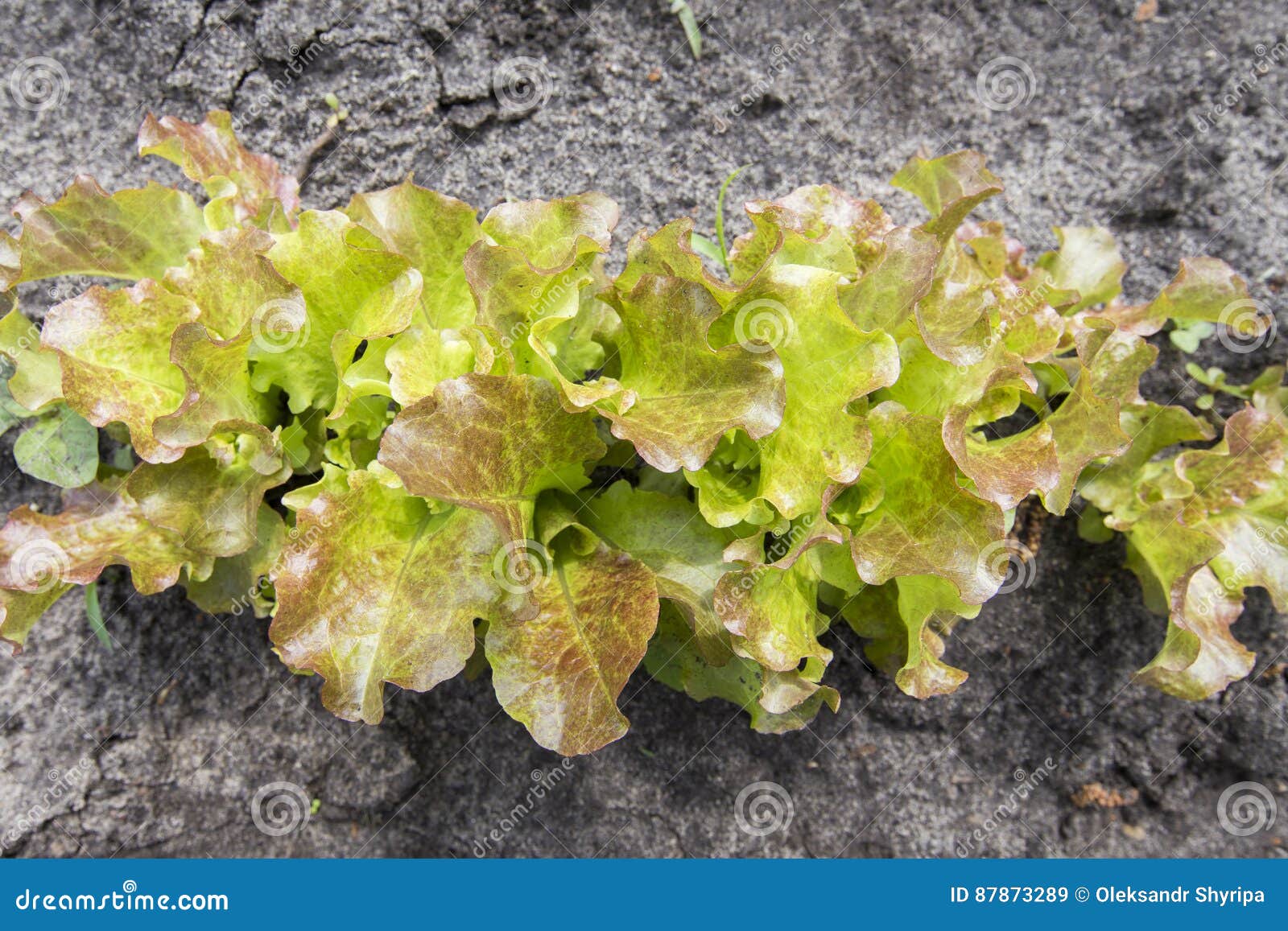 Bed of lettuce stock image. Image of growing, fresh, leaf 87873289