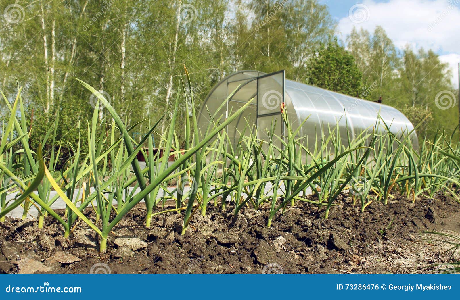The bed of onion stock photo. Image of healthy, ecology 73286476