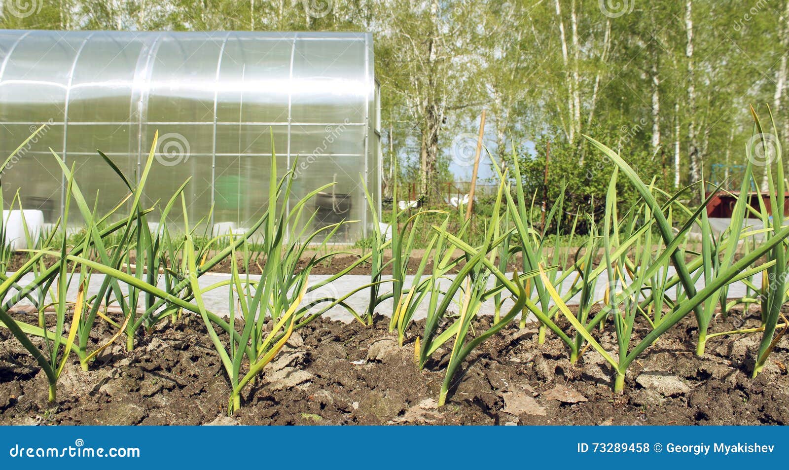 The bed of onion stock photo. Image of earth, fresh, bulb 73289458