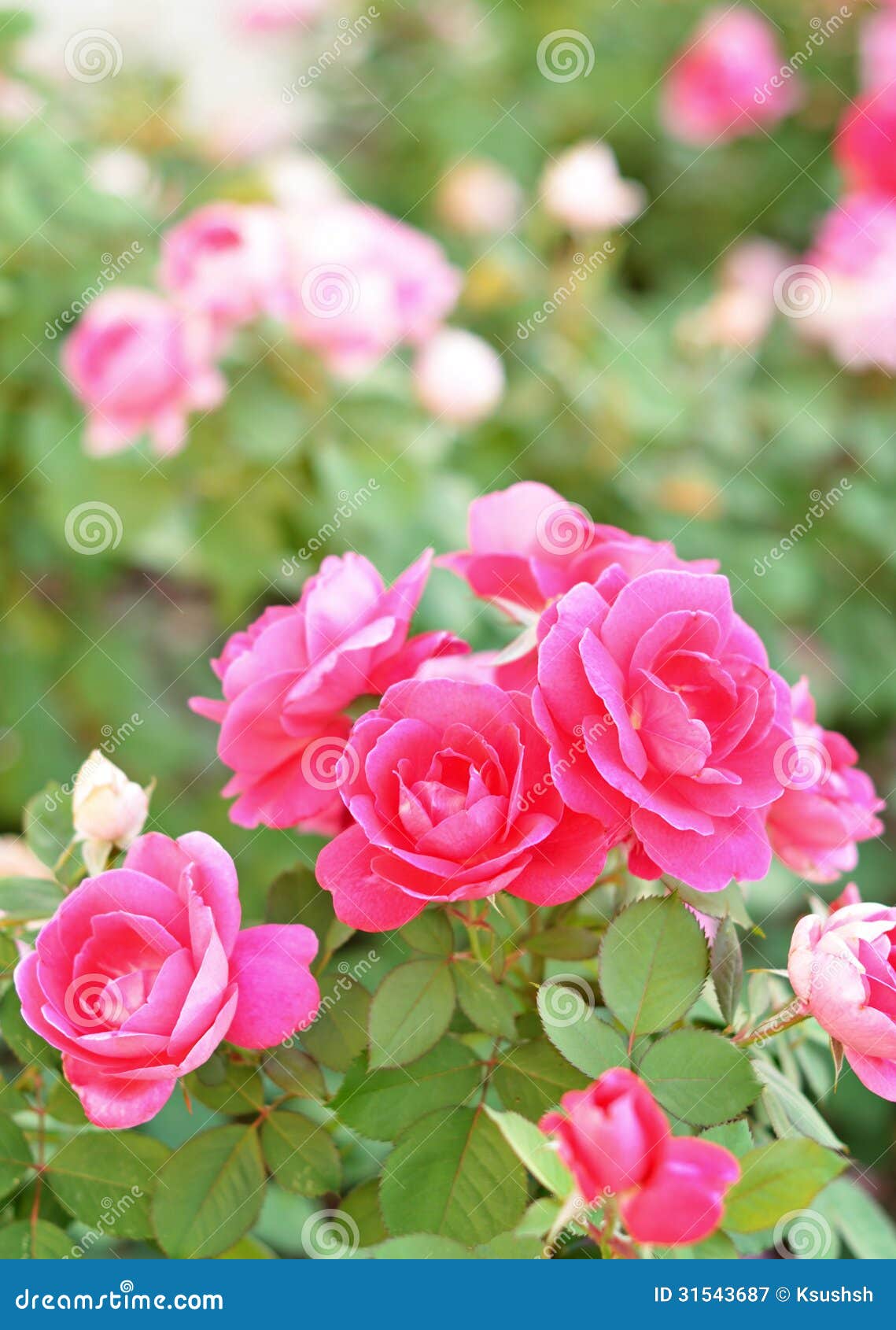 Bed of roses stock image. Image of park, beauty, small 31543687