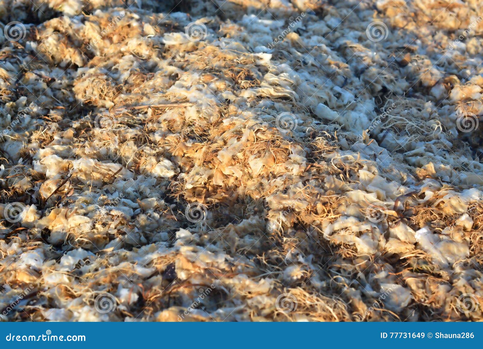Bed of Seaweed on the Beach Stock Image Image of water, beach 77731649