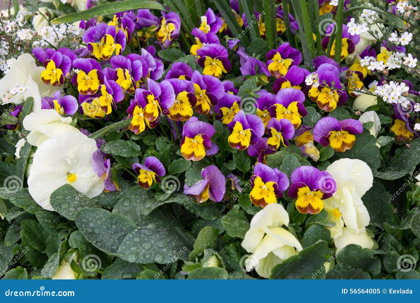 A bed of violets stock image. Image of color, flowerbed 56564005