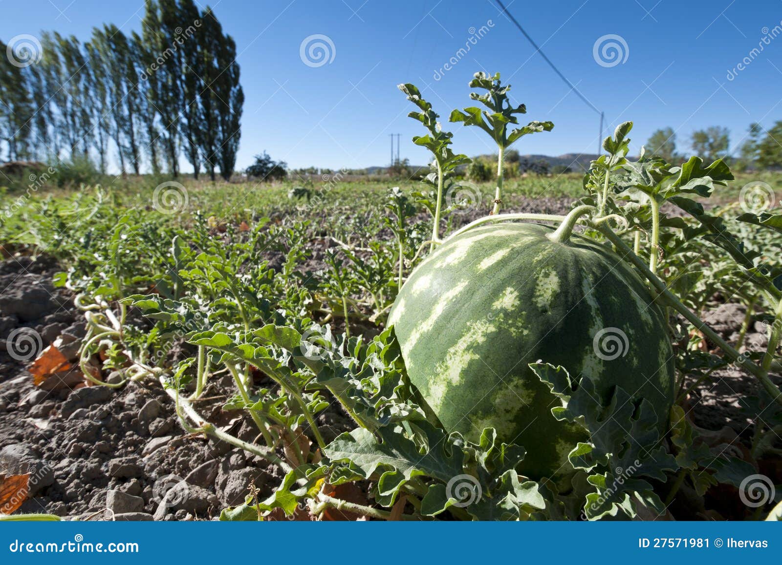 Bed of watermelons stock image. Image of food, cultivation 27571981