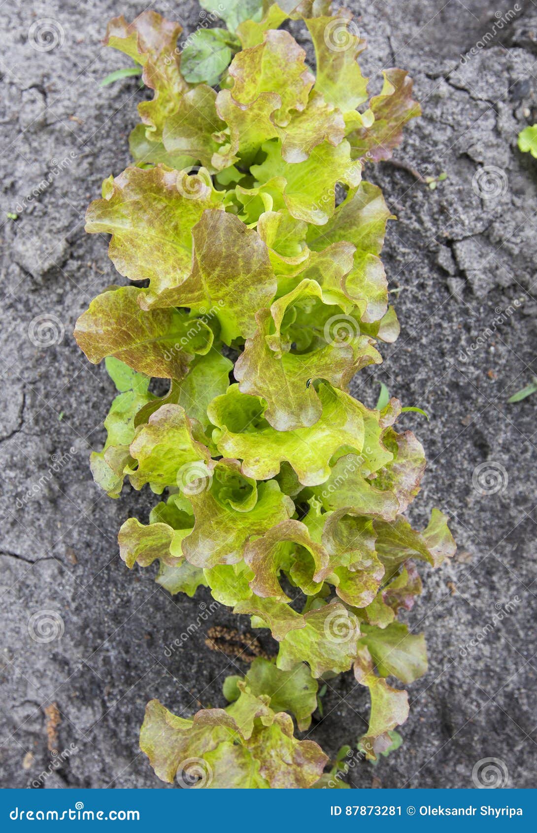 Bed of young lettuce stock image. Image of freshness 87873281