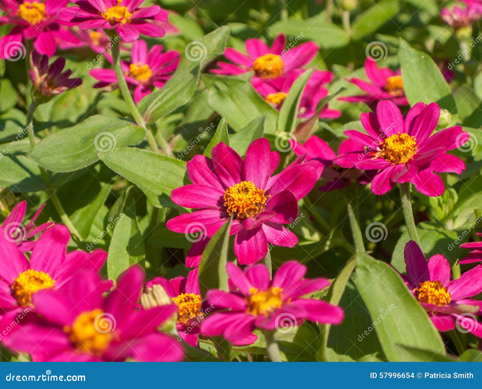 Bed of zinnia stock photo. Image of yellow, grow, season 57996654