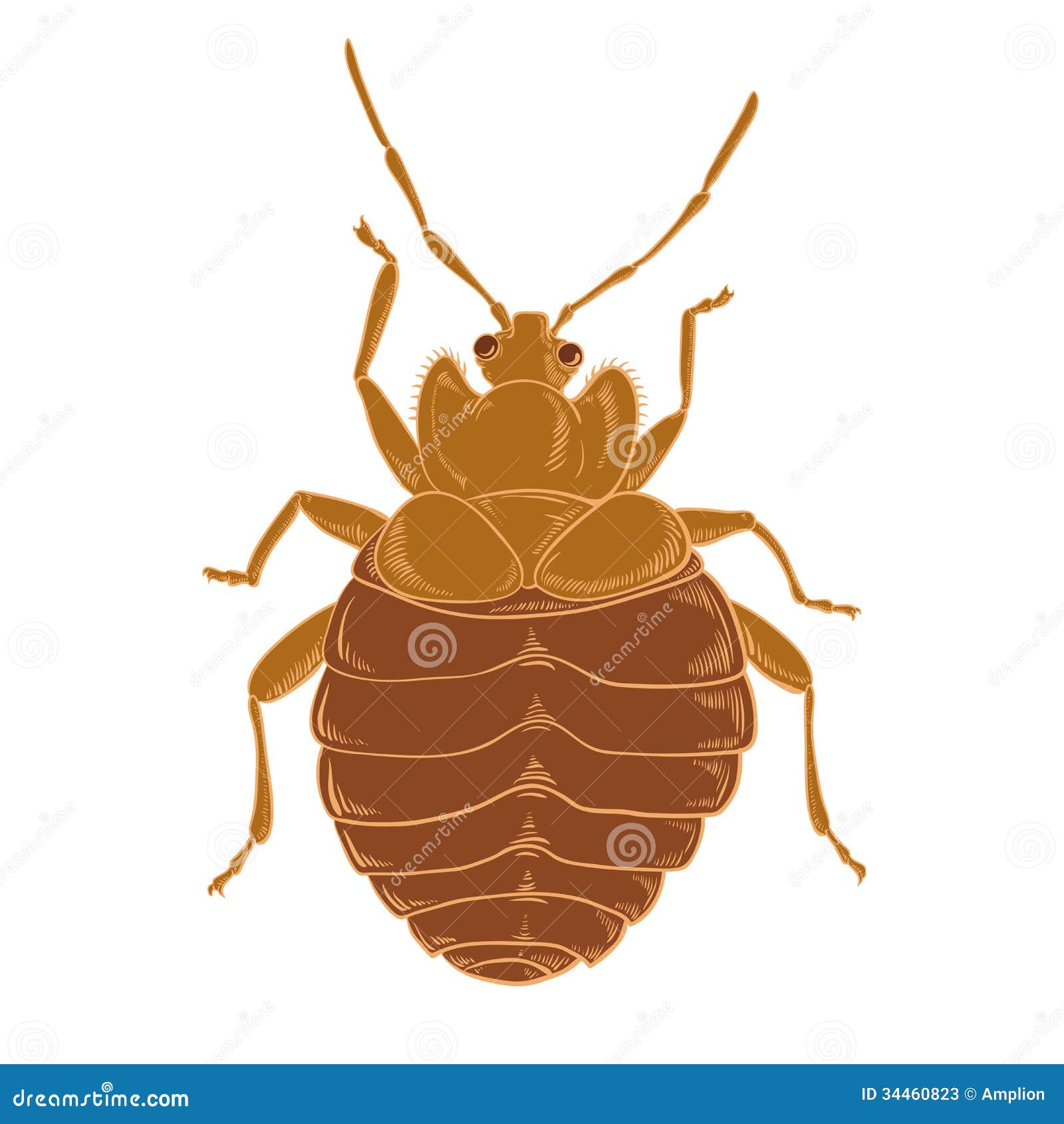Bedbug stock vector. Illustration of graphic, length 34460823