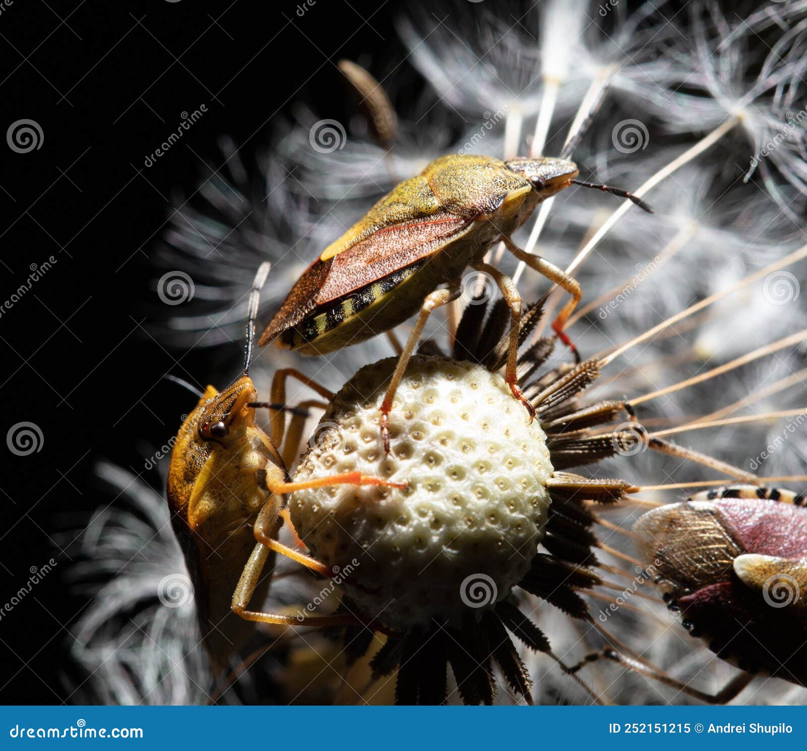 Bedbugs on a Dandelion in Nature. Stock Image Image of open, garden