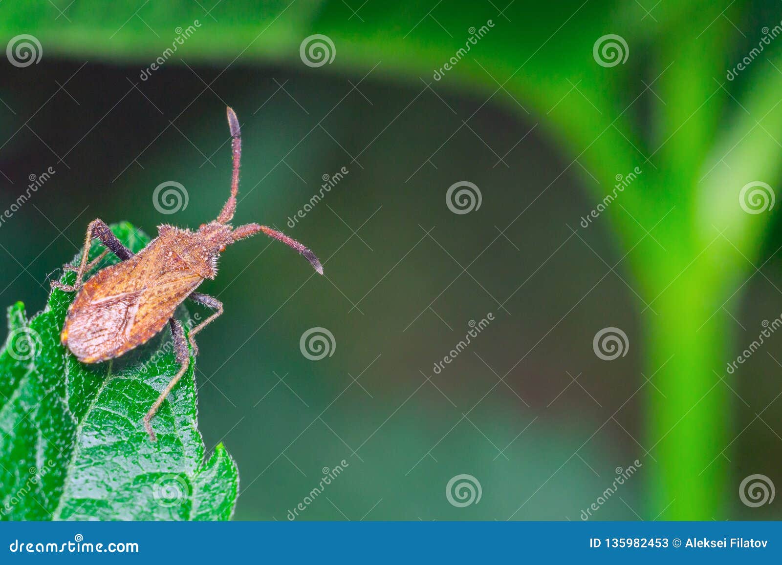 Bedbugs in the garden stock image. Image of pest, green 135982453