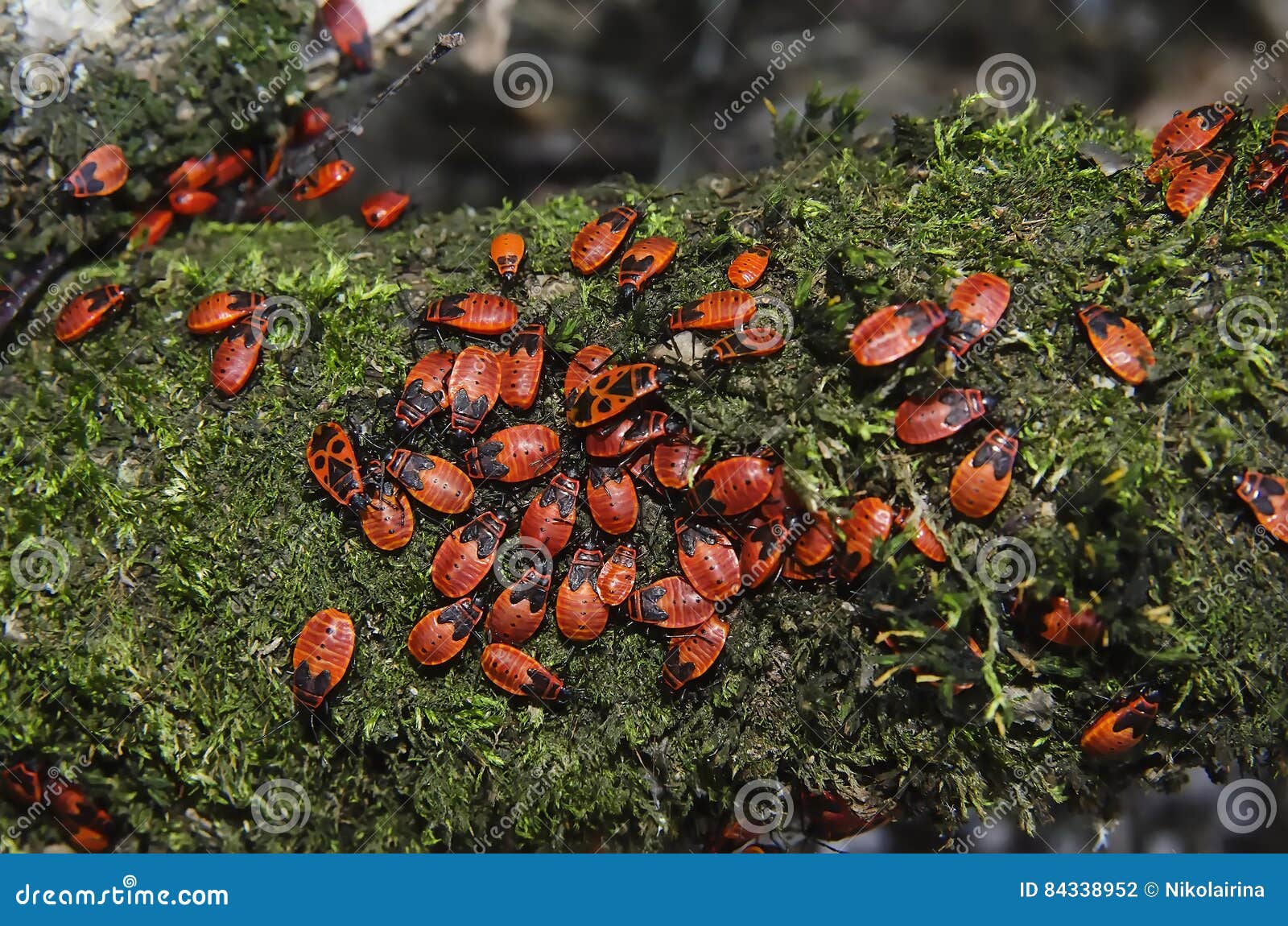 Bedbugs Nature Summer Stock Photos Free & RoyaltyFree Stock Photos