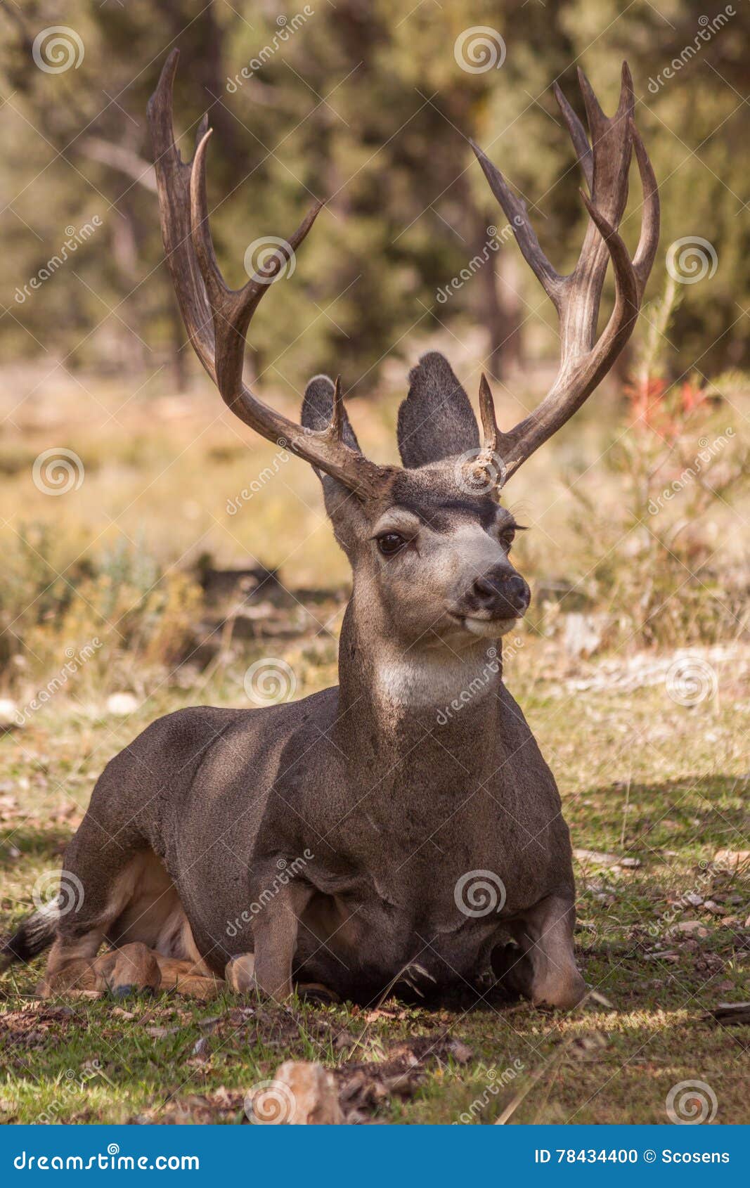 Bedded Mule Deer Buck stock photo. Image of mammal, arizona 78434400
