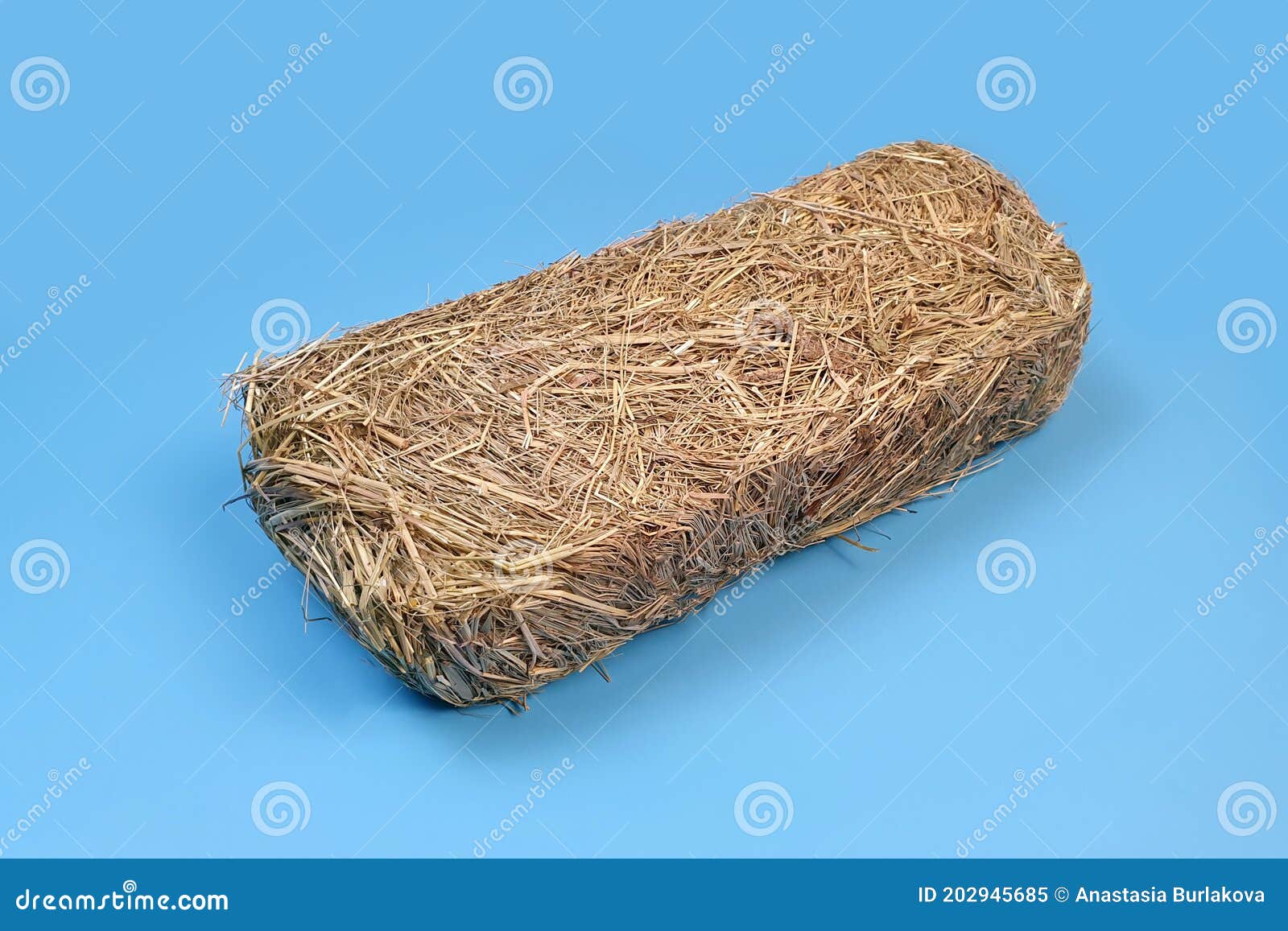 Bedding Hay Bale for Rabbit, Hay for Guinea Pigs on Blue Table. Front