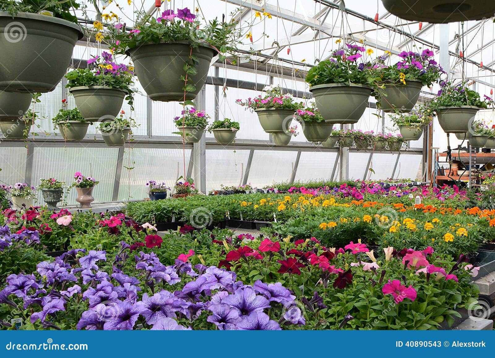 Bedding Plants in Color stock image. Image of hanging 40890543