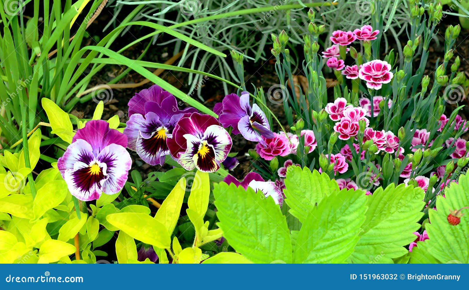 Bedding Plants and Herbs in a Container Stock Photo Image of grass